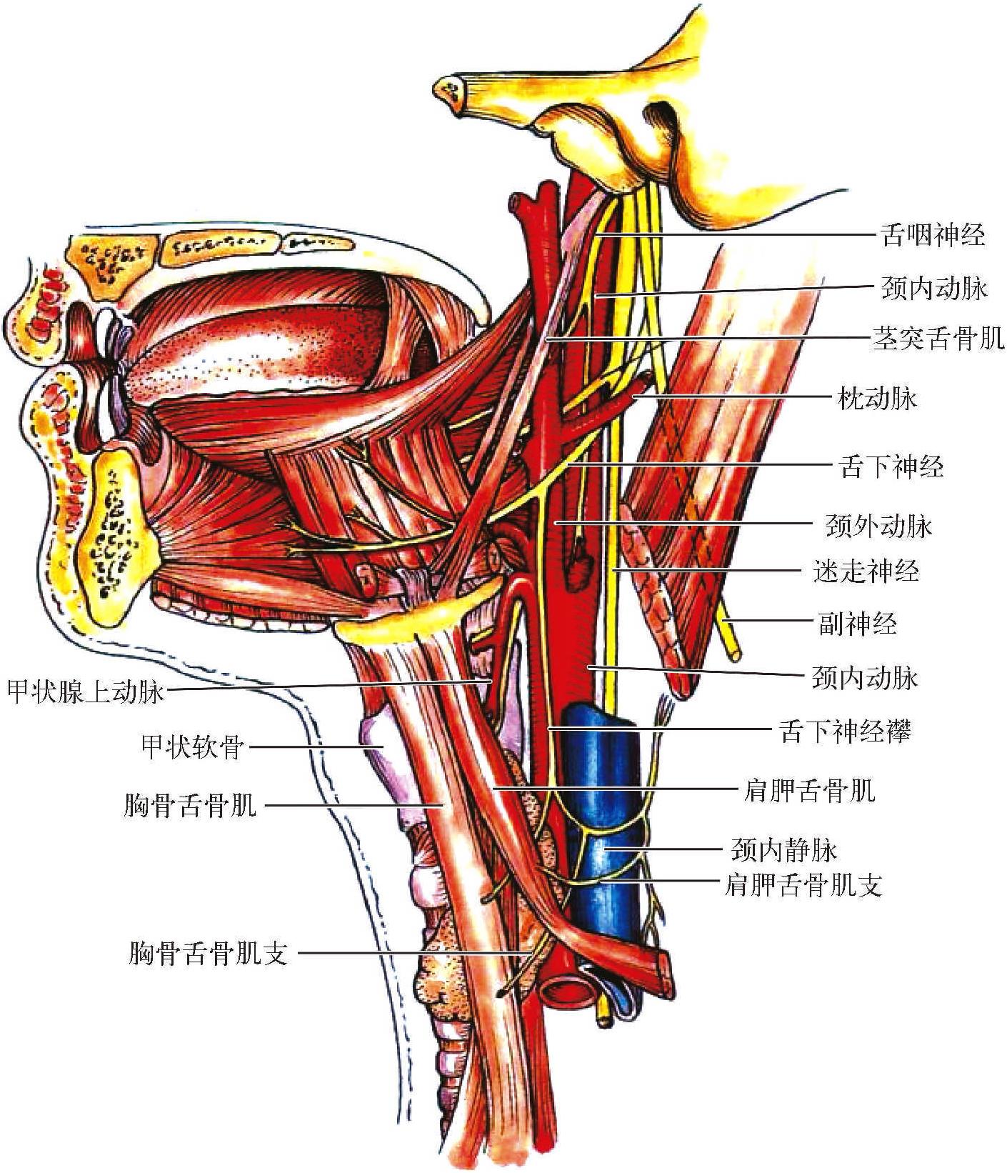 颈动脉鞘神经图片